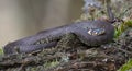 Huge Grass snake laying ringed on tree lichen covered snag while it molts with blue colored eye Royalty Free Stock Photo