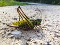 Very big grasshopper, green colour