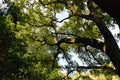 Very big green tree Royalty Free Stock Photo