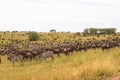 Very big herds of ungulates on the Serengeti plains. Kenya, Africa Royalty Free Stock Photo