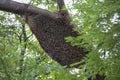 The very big honeycomb on the branch