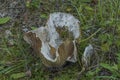 Very big lactarius piperatus in autumn forest Royalty Free Stock Photo