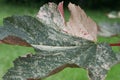 Giant coloured leave with nerves