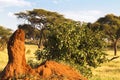 Very big lonely termitary in savanna. Tanzania, Africa