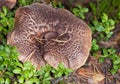 Very big mushroom Royalty Free Stock Photo
