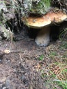 Very big mushroom in the forest Royalty Free Stock Photo