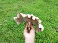 Very big Natural Mushroom in the hand Royalty Free Stock Photo
