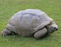 very big and old turtle with robust shell while walking Royalty Free Stock Photo