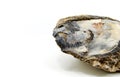 Very big oyster shell fossil, white background Royalty Free Stock Photo