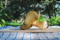 Very big porcino mushroom picked up in autumn season harvest Royalty Free Stock Photo