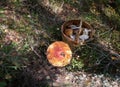 Very big red round fly agaric cap and basket for mushrooming Royalty Free Stock Photo