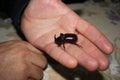 Very big rhinoceros Beetle in hand