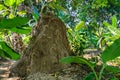 A very big termite hill Royalty Free Stock Photo