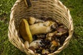 A very big white mushroom Boletus edulis in the basket Royalty Free Stock Photo