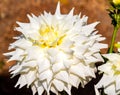 Very Big White Rose Flower, Blooming in Sunshine.