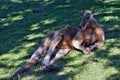 Very big wild red kangaroo sleeping on the grass in the park Royalty Free Stock Photo