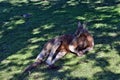 Very big wild red kangaroo sleeping on the grass in the park Royalty Free Stock Photo