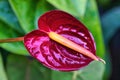 Bright red anthurium flower growing on maui