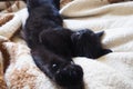 Very black cat sleeps, lying on his back and closing eyes. Nursling lazily rests on beige-brown woolen blanket at home