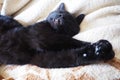 Very black cat sleeps, lying on his back and closing eyes. Nursling lazily rests on beige-brown woolen blanket at home