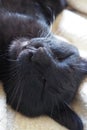 Very black cat sleeps, lying on his back and closing eyes. Nursling lazily rests on beige-brown woolen blanket at home