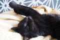 Very black cat sleeps, lying on his back and closing eyes. Nursling lazily rests on beige-brown woolen blanket at home