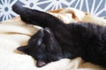 Very black cat sleeps, lying on his back and closing eyes. Nursling lazily rests on beige-brown woolen blanket at home