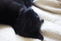 Very black cat sleeps, lying on his back and closing eyes. Nursling lazily rests on beige-brown woolen blanket at home