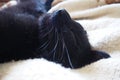 Very black cat sleeps, lying on his back and closing eyes. Nursling lazily rests on beige-brown woolen blanket at home