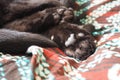 Very black cat sleeps, lying on his back and closing eyes. Nursling lazily rests on brown blanket at home. Pet care