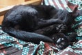 Very black cat sleeps, lying on his back and closing eyes. Nursling lazily rests on brown blanket at home. Pet care