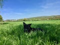 Very black dog Labrador Mix hidden in the deep grass of a fresh meadow. Royalty Free Stock Photo
