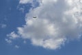 Very blue sky with beautiful fluffy clouds and a lone eagle flying high above Royalty Free Stock Photo