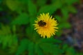 A wild bee collects nectar from a dandelion.