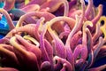 Very Bright Bubble Tip Anemone Tentacles Royalty Free Stock Photo