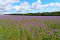 Field covered in purple phacelia flowers. allheal, fiddleneck scorpionweed, beefood Royalty Free Stock Photo
