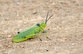 Very bright grasshopper