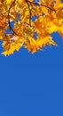 Very bright maple leaves on a branch close-up on a background of blue dark clear sky Royalty Free Stock Photo