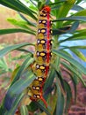 A very bright multi-colored caterpillar of the night hawk moth eats euphorbia. Hyles euphorbiae larvae close up. Sphingidae