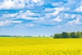 A very bright, oversaturated landscape of a rapeseed agricultural field in the bright sun