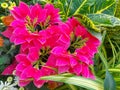 Very Bright Pink Fresh Good Morning looking Flower