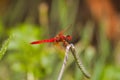 Bright red dragonfly resting on a blade of grass. Royalty Free Stock Photo