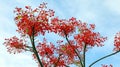 Very bright red, scarlet flowers Brachychiton Acerifolius close up, amazing flowering tree, against a blue sky,
