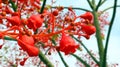 Very bright red, scarlet flowers Brachychiton Acerifolius close up, amazing flowering tree, against a blue sky, unusual bloom, Royalty Free Stock Photo