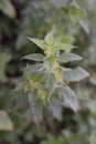 Very burning plant - nettle