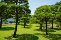 A very clean japan or japanese park garden with small and big bonsai tree with shed or shadow - photo