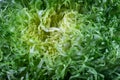 Very close background of green frisee lettuce