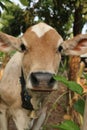 A very close front view from the face of an Asian light brown beef calf, looking curious at camera.