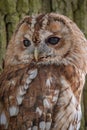 Close up tawny owl portrait Royalty Free Stock Photo