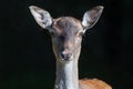 Very close image of a female deer looking forward Royalty Free Stock Photo